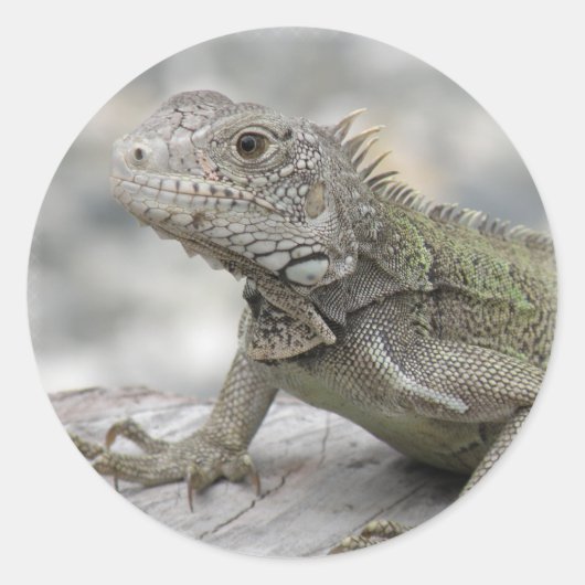 Gehoornde Iguana Sicker Ronde Sticker (Voorkant)