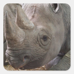 Gehoornde neushoorn Sticker