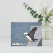 Gehoornde papegaaiduiker in Alaska Briefkaart (Staand voorkant)
