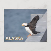 Gehoornde papegaaiduiker in Alaska Briefkaart (Voorkant)