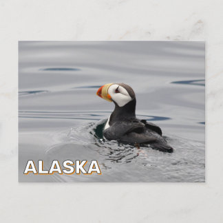 Gehoornde papegaaiduiker in Alaska Briefkaart