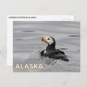 Gehoornde papegaaiduiker in Alaska Briefkaart (Voorkant / Achterkant)