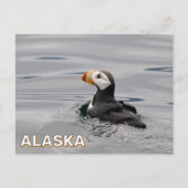 Gehoornde papegaaiduiker in Alaska Briefkaart (Voorkant)