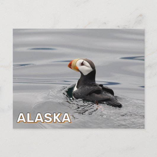 Gehoornde papegaaiduiker in Alaska Briefkaart (Voorkant)