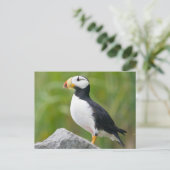 Gehoornde puffin (Fratercula corniculata) Briefkaart (Staand voorkant)