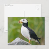 Gehoornde puffin (Fratercula corniculata) Briefkaart (Voorkant / Achterkant)