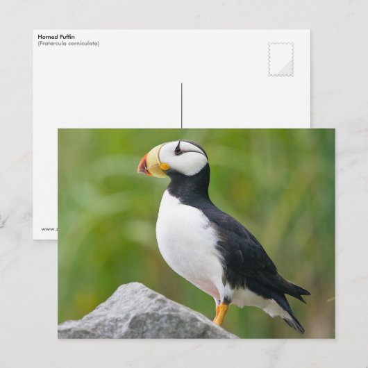 Gehoornde puffin (Fratercula corniculata) Briefkaart (Voorkant / Achterkant)
