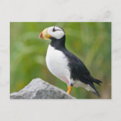 Gehoornde puffin (Fratercula corniculata) Briefkaart (Voorkant)