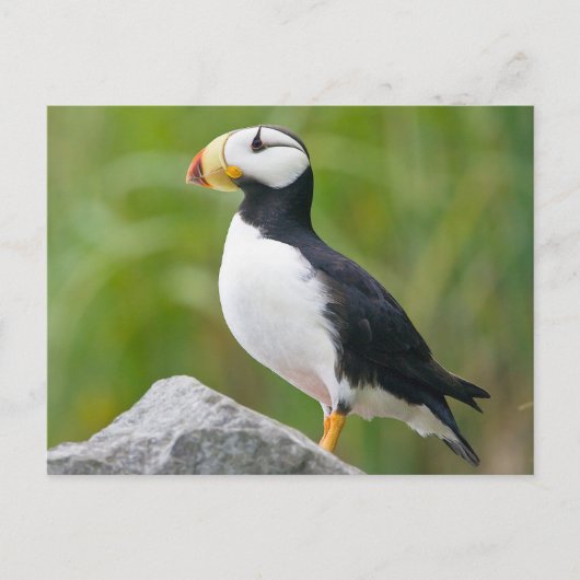 Gehoornde puffin (Fratercula corniculata) Briefkaart (Voorkant)