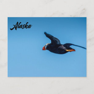 Gehoornde Puffin in Vlucht Alaskan Briefkaart