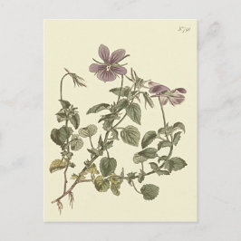 Gehoornde viooltje botanische illustratie briefkaart