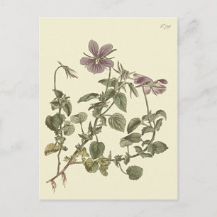 Gehoornde viooltje botanische illustratie briefkaart