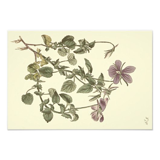 Gehoornde viooltje botanische illustratie foto afdruk (Voorkant)