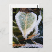 Gehoorvormig blad met ijs briefkaart (Voorkant / Achterkant)