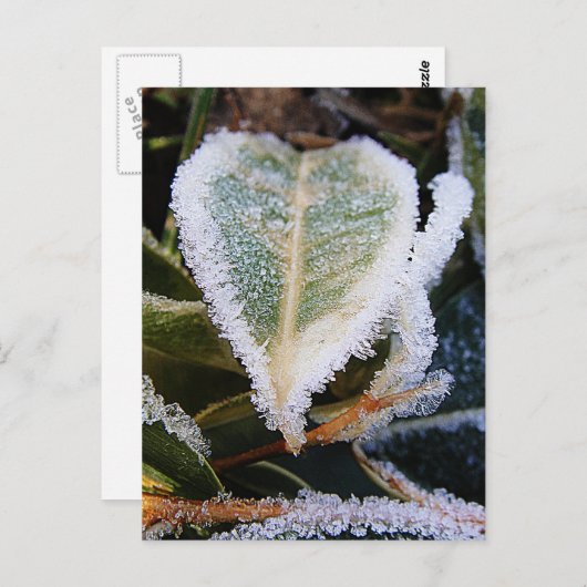 Gehoorvormig blad met ijs briefkaart (Voorkant / Achterkant)