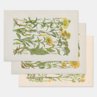 Geïllustreerde Flora van Centraal-Europa door Gust Inpakpapier Vel