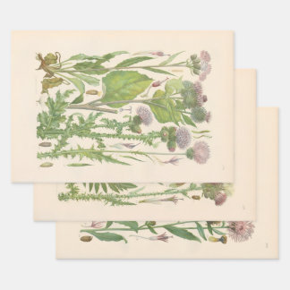 Geïllustreerde Flora van Centraal-Europa door Gust Inpakpapier Vel