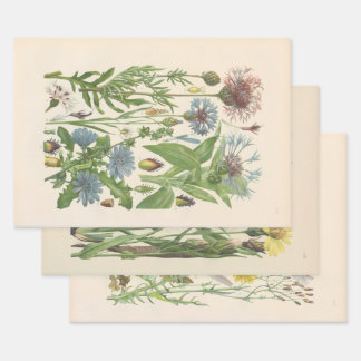 Geïllustreerde Flora van Centraal-Europa door Gust Inpakpapier Vel