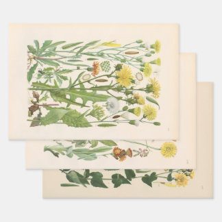 Geïllustreerde Flora van Centraal-Europa door Gust Inpakpapier Vel