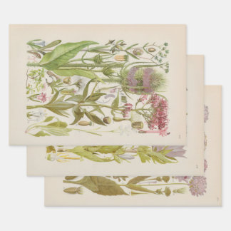 Geïllustreerde Flora van Centraal-Europa door Gust Inpakpapier Vel