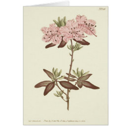 Geïllustreerde rhododendron met gestippelde blader