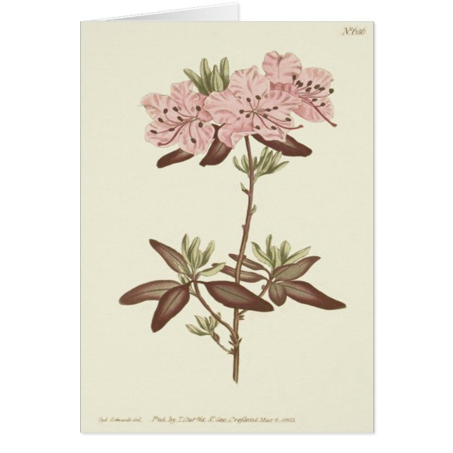 Geïllustreerde rhododendron met gestippelde blader (Voorkant)