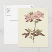 Geïllustreerde Rododendron met Stippenblad Briefkaart (Voorkant / Achterkant)