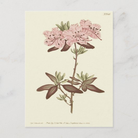 Geïllustreerde Rododendron met Stippenblad Briefkaart (Voorkant)