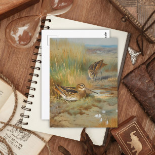 geïllustreerde snipvogels, Vogels Briefkaart