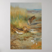  geïllustreerde snipvogels, Vogels Poster (Voorkant)
