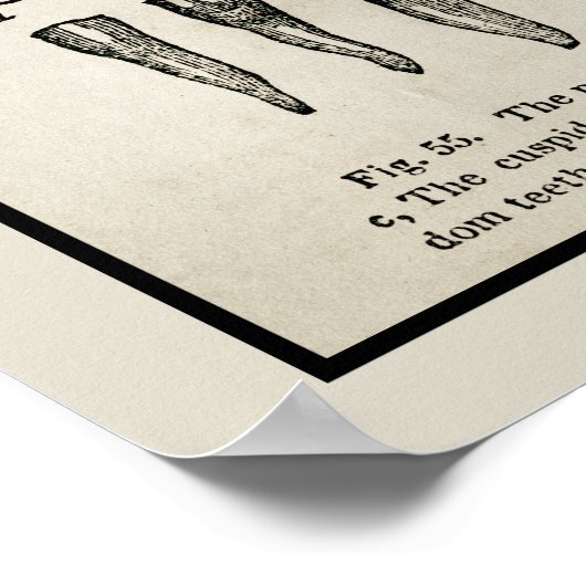  geïnspireerd diagram van de Tandenkaart Poster (Hoek)