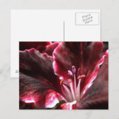 Geïnspireerd geranium Briefkaart (Voorkant / Achterkant)