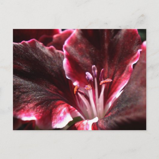Geïnspireerd geranium Briefkaart (Voorkant)