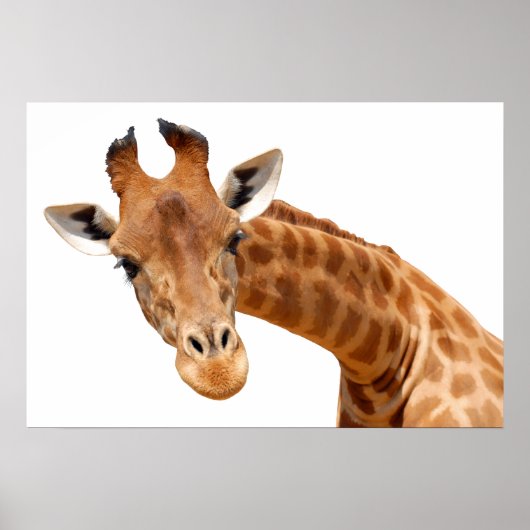 Geïsoleerd portret van giraffe PNG Poster (Voorkant)