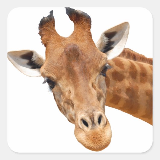 Geïsoleerd portret van giraffe PNG Vierkante Sticker (Voorkant)