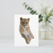 Geïsoleerd portret van leeuwen briefkaart (Staand voorkant)