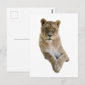 Geïsoleerd portret van leeuwen briefkaart (Voorkant / Achterkant)