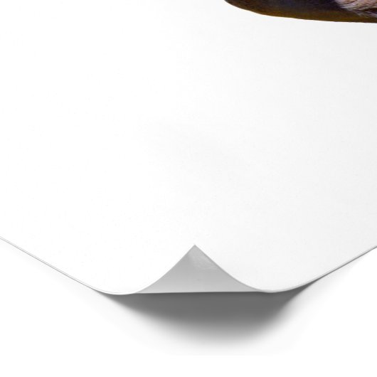 geïsoleerd van bruin beer briefkaart, vierkant sti poster (Hoek)