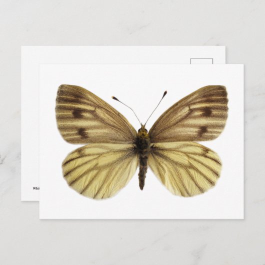 Geïsoleerd van groen-aderde witte vlinder briefkaart (Voorkant / Achterkant)