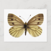 Geïsoleerd van groen-aderde witte vlinder briefkaart (Voorkant)