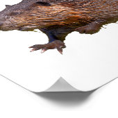 Geïsoleerd van het Noord-Amerikaanse Beaver Briefk Poster (Hoek)