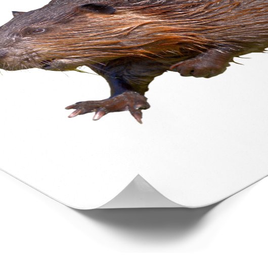 Geïsoleerd van het Noord-Amerikaanse Beaver Briefk Poster (Hoek)