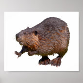 Geïsoleerd van het Noord-Amerikaanse Beaver Briefk Poster (Voorkant)