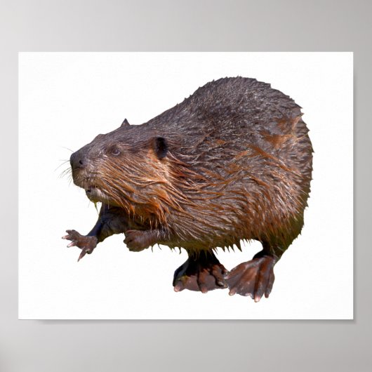 Geïsoleerd van het Noord-Amerikaanse Beaver Briefk Poster (Voorkant)
