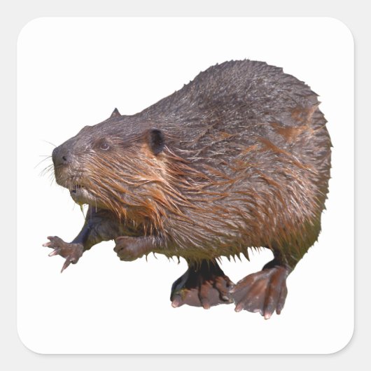 Geïsoleerd van het Noord-Amerikaanse Beaver Briefk Vierkante Sticker (Voorkant)