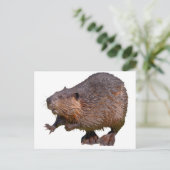 Geïsoleerd van Noord-Amerikaanse bever Briefkaart (Staand voorkant)