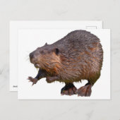 Geïsoleerd van Noord-Amerikaanse bever Briefkaart (Voorkant / Achterkant)