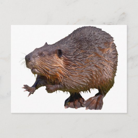Geïsoleerd van Noord-Amerikaanse bever Briefkaart (Voorkant)