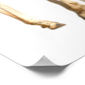 Geïsoleerd van twee giraffen mannetje en vrouwtje poster (Hoek)