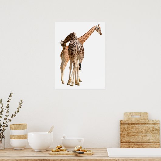 Geïsoleerd van twee giraffen mannetje en vrouwtje poster (Keuken)